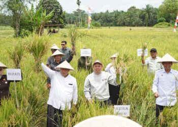 Sultan B. Najamudin Turun ke Sawah, Serahkan Alsintan dan Benih Jagung untuk Petani Bengkulu