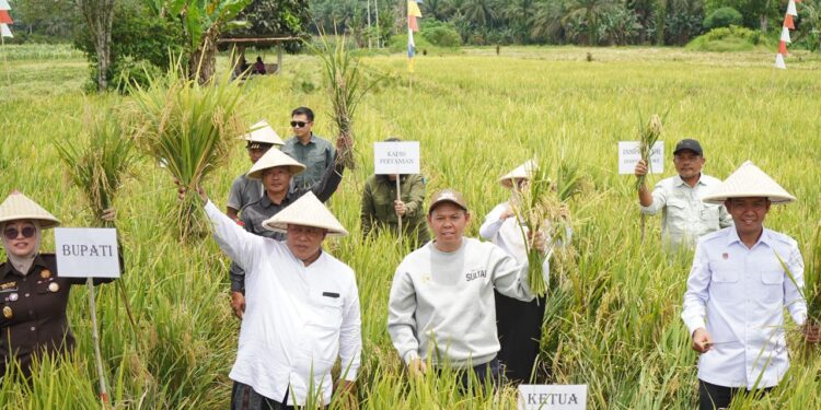 Sultan B. Najamudin Turun ke Sawah, Serahkan Alsintan dan Benih Jagung untuk Petani Bengkulu