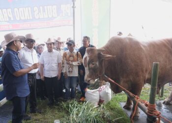 Ketua MPR Dorong Anak Muda Jadi Peternak Sapi: Menghasilkan Cuan yang Besar
