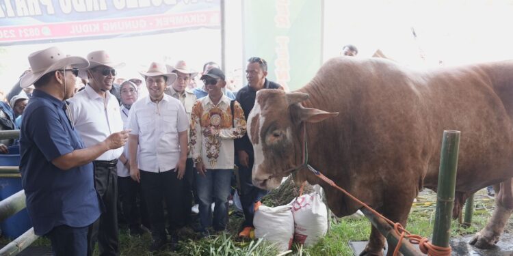 Ketua MPR Dorong Anak Muda Jadi Peternak Sapi: Menghasilkan Cuan yang Besar