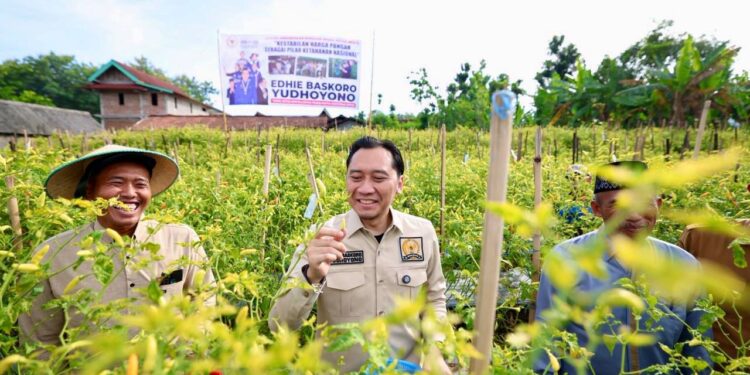 Tinjau Kebun Cabai dan Dialog dengan Petani di Ngawi, Ibas: Jaga Harga Pangan, Lindungi Petani dan Daya Beli Rakyat