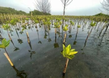 Kolaborasi Kian Luas, Upaya Hadapi Krisis Iklim Makin Menguat