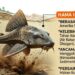 Ikan Sapu-Sapu dari Amerika Selatan Kini Jadi Ancaman di Sungai Indonesia