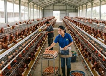 MBG Butuh 700 Juta Telur Sebulan, Kok Malah Gandeng China? Peternak Lokal Kemana