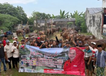 PDI Perjuangan Jatim Bagikan 485 Sapi Kurban untuk Warga Miskin, Singgung Ironi Konsumsi Daging di Daerah Produsen Sapi