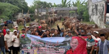 PDI Perjuangan Jatim Bagikan 485 Sapi Kurban untuk Warga Miskin, Singgung Ironi Konsumsi Daging di Daerah Produsen Sapi