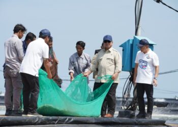 Presiden Prabowo Subianto Turun Langsung! Ikut Tarik Jaring Saat Panen Raya Udang di Kebumen