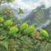 Sempat Hilang Hampir Seabad, Burung Langka Blue-fronted Lorikeet Muncul Kembali di Pulau Buru