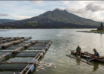 Letupan Gas di Danau Batur Picu Kematian Massal Ikan, Badan Geologi Imbau Warga Hindari Kawah Gunung Batur