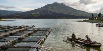 Letupan Gas di Danau Batur Picu Kematian Massal Ikan, Badan Geologi Imbau Warga Hindari Kawah Gunung Batur