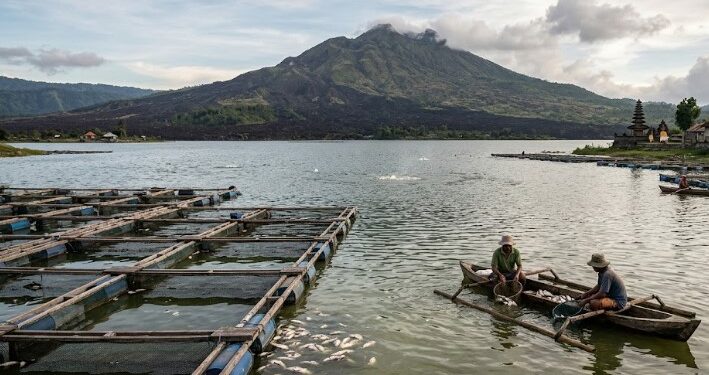 Letupan Gas di Danau Batur Picu Kematian Massal Ikan, Badan Geologi Imbau Warga Hindari Kawah Gunung Batur