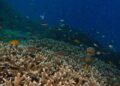 El Niño Mengancam Terumbu Karang Indonesia, Kerusakan Bisa Pulih Lebih dari Satu Dekade