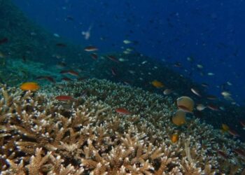 El Niño Mengancam Terumbu Karang Indonesia, Kerusakan Bisa Pulih Lebih dari Satu Dekade