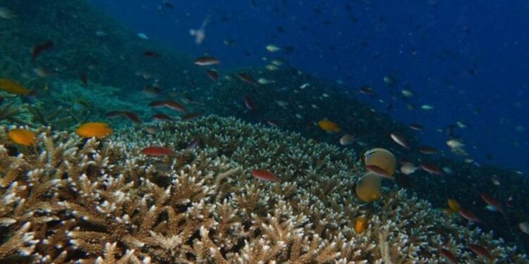 El Niño Mengancam Terumbu Karang Indonesia, Kerusakan Bisa Pulih Lebih dari Satu Dekade