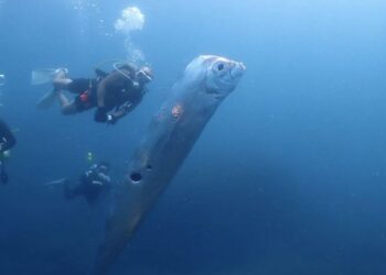 Oarfish 4 Meter Terdampar di Pantai Pink Lombok, Benarkah “Ikan Kiamat” Pertanda Gempa?