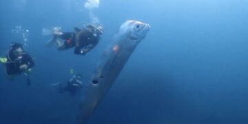 Oarfish 4 Meter Terdampar di Pantai Pink Lombok, Benarkah “Ikan Kiamat” Pertanda Gempa?