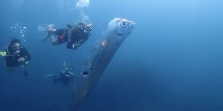 Oarfish 4 Meter Terdampar di Pantai Pink Lombok, Benarkah “Ikan Kiamat” Pertanda Gempa?