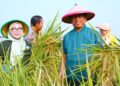 Munjirin Panen Padi Ciherang di Cakung, Urban Farming Bali Lestari Hasilkan 10 Ton Gabah