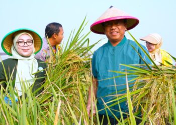 Munjirin Panen Padi Ciherang di Cakung, Urban Farming Bali Lestari Hasilkan 10 Ton Gabah