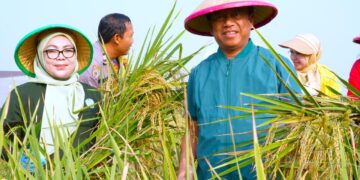 Munjirin Panen Padi Ciherang di Cakung, Urban Farming Bali Lestari Hasilkan 10 Ton Gabah