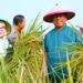 Munjirin Panen Padi Ciherang di Cakung, Urban Farming Bali Lestari Hasilkan 10 Ton Gabah