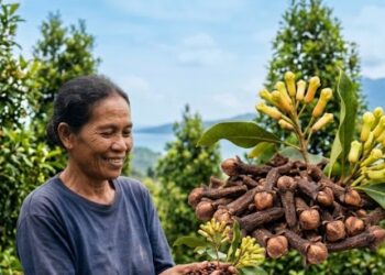 Cengkeh Maluku Utara, Rempah yang Pernah Mengubah Dunia Kini Dijaga FAO
