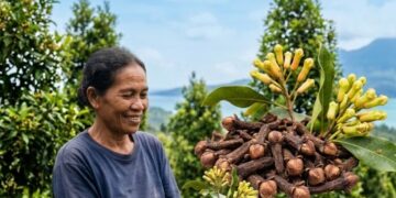 Cengkeh Maluku Utara, Rempah yang Pernah Mengubah Dunia Kini Dijaga FAO