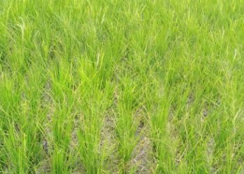 Kurangi Risiko Gagal Panen, Kementerian PU Pompa Air ke 5 Hektare Sawah di Muaro Jambi