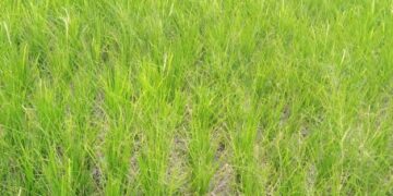 Kurangi Risiko Gagal Panen, Kementerian PU Pompa Air ke 5 Hektare Sawah di Muaro Jambi