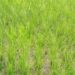 Kurangi Risiko Gagal Panen, Kementerian PU Pompa Air ke 5 Hektare Sawah di Muaro Jambi