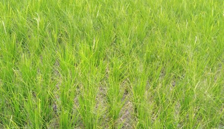 Kurangi Risiko Gagal Panen, Kementerian PU Pompa Air ke 5 Hektare Sawah di Muaro Jambi