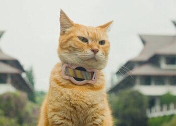 Film Meong! Karya Mahasiswa ITB Raih Penghargaan Internasional, Siti Si Kucing Jadi Bintang Utama