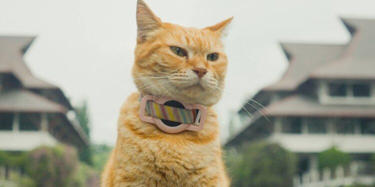 Film Meong! Karya Mahasiswa ITB Raih Penghargaan Internasional, Siti Si Kucing Jadi Bintang Utama