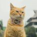 Film Meong! Karya Mahasiswa ITB Raih Penghargaan Internasional, Siti Si Kucing Jadi Bintang Utama
