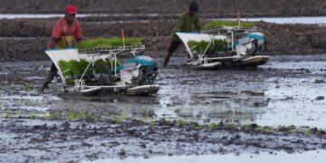 Kementerian PU Siapkan 160 Ribu Meter Kubik Air untuk Panen Raya di Wanam