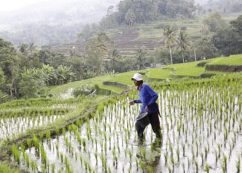 Dua Tahun Pemerintahan Prabowo: Harga Pupuk Turun 20 Persen, Kesejahteraan Petani Meningkat