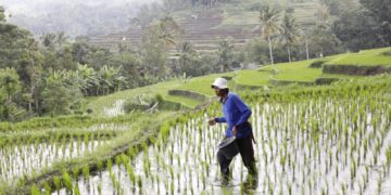 Dua Tahun Pemerintahan Prabowo: Harga Pupuk Turun 20 Persen, Kesejahteraan Petani Meningkat