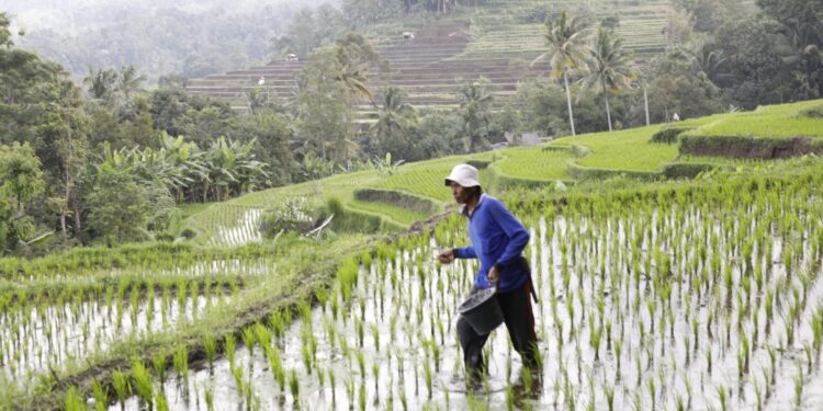 Dua Tahun Pemerintahan Prabowo: Harga Pupuk Turun 20 Persen, Kesejahteraan Petani Meningkat